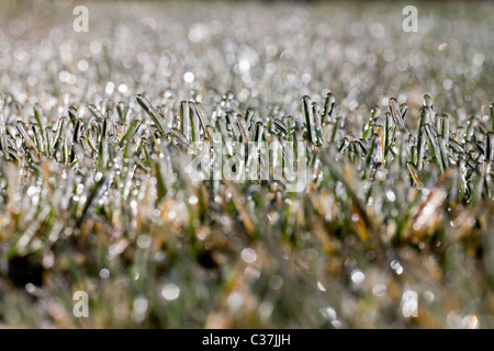 Nahaufnahme Makroaufnahme der Frost auf dem Rasen Stockfoto