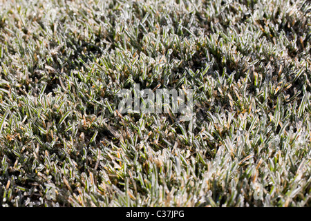 Nahaufnahme Makroaufnahme der Frost auf dem Rasen Stockfoto