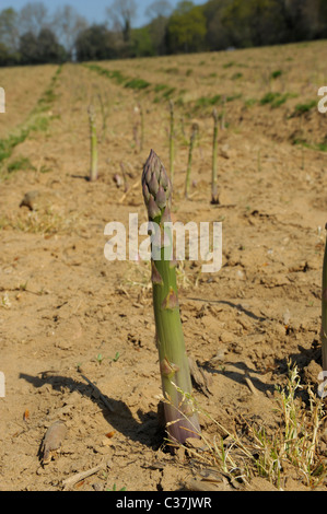 Englische Spargel wächst in Sussex Stockfoto