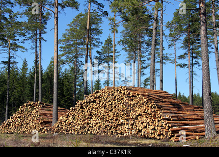 Kiefer-Protokolle im Frühjahr Nadelwald gestapelt Stockfoto