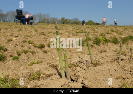 Englische Spargel gepflückt von Arbeitsmigranten in West Sussex, England Stockfoto