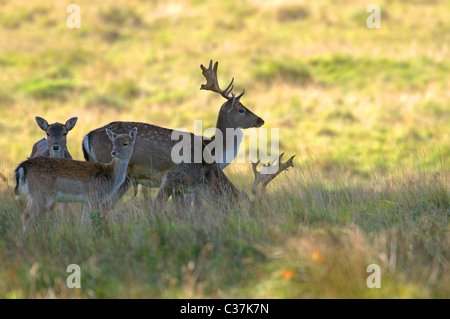 MÄNNLICHE UND WEIBLICHE DAMHIRSCH DAMA DAMA Stockfoto