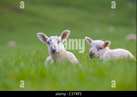 Lämmer im Feld. Stockfoto