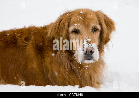 Mike, einen älteren Golden Retriever Hund im Frühling Schnee Stockfoto