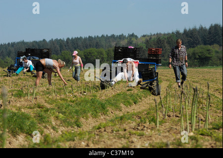 Englische Spargel gepflückt von Arbeitsmigranten in West Sussex, England Stockfoto