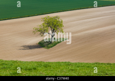 Einsamer Baum auf Ackerland in der malerischen Hügellandschaft, Meon Valley, Hampshire, Großbritannien Stockfoto
