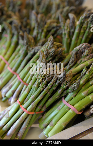 Englische Spargel wächst in Sussex Stockfoto