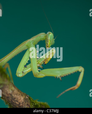 Gottesanbeterin (Stagmomantis Theophila) zeigt stachelige Beine Stockfoto