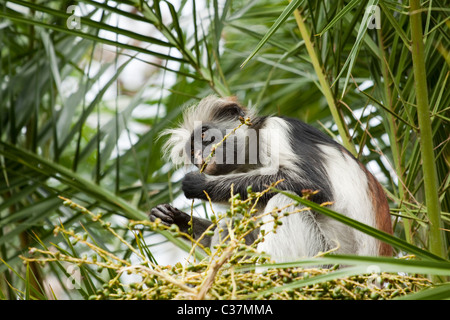 Zanzibar roten Colobus Affen (Procolobus Kirkii) Essen, dem Jozani Nationalpark, Sansibar, Ostafrika Stockfoto