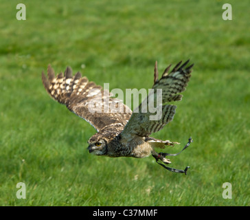 Afrikanische entdeckten Uhu (Bubo Africanus) in Gefangenschaft Stockfoto