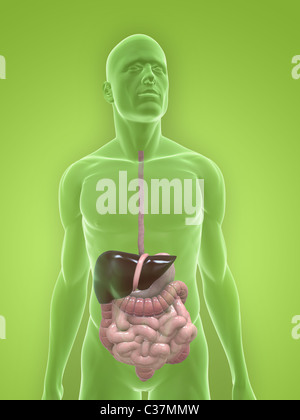 menschliche Verdauungssystem Stockfoto