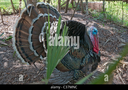 Dudley Bauernhof State Historic Site Newberry Florida Stockfoto