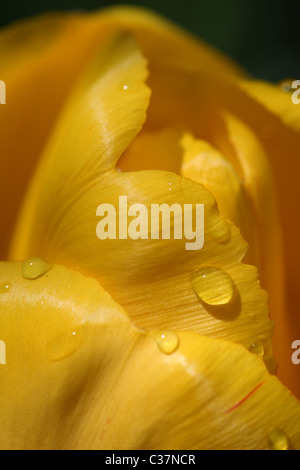 gelbe Tulpe Nahaufnahme zeigt Wassertropfen Stockfoto