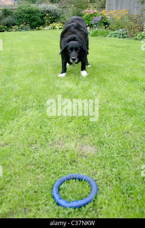 Border-Collie Kreuz Labrador Hund spielen mit Kautschuk-Spielzeug im englischen Garten Stockfoto