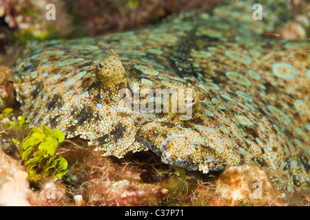 Peacock Flunder (Bothus Lunatus) an einem tropischen Korallenriff abseits der Insel Roatan, Honduras. Stockfoto