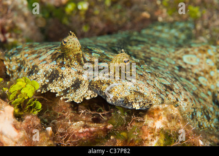 Peacock Flunder (Bothus Lunatus) an einem tropischen Korallenriff abseits der Insel Roatan, Honduras. Stockfoto