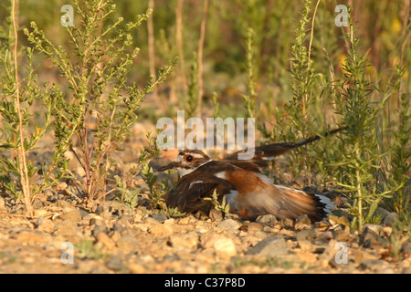 Ein Killdeer geben eine gebrochenen Flügel-Anzeige. Stockfoto