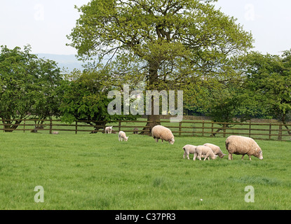 Familie von Schaf und Lamm Weiden in Frühlingswiese Stockfoto