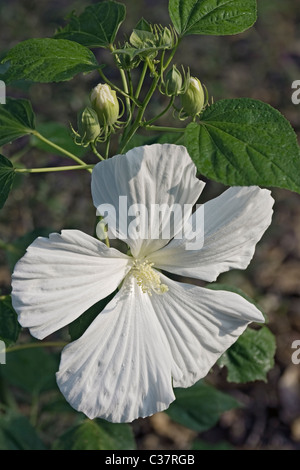 China-Rose (Hibiscus Rosa-Sinensis) Stockfoto