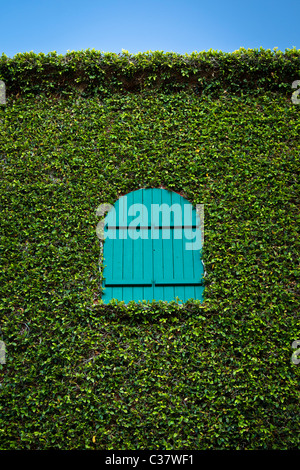 Kleine wBlue/grünes Fenster oben Efeu bedeckt Gebäude in Santa Barbara, Kalifornien, USA Stockfoto