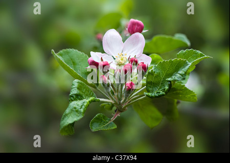 Blüten und Knospen des Apfelbaums Bramley - Malus domestica Stockfoto