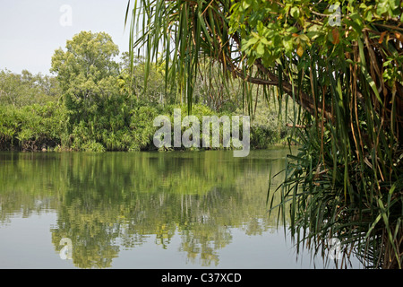 Gelbes Wasser Billabong im Kakadu Nationalpark in der Nähe von Darwin, Northern Territory, Australien Stockfoto