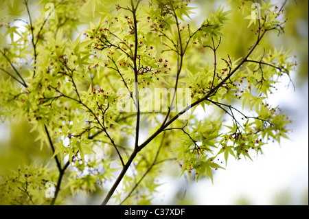 Japanischer Ahornblätter im Frühjahr - Acer Japonica Stockfoto