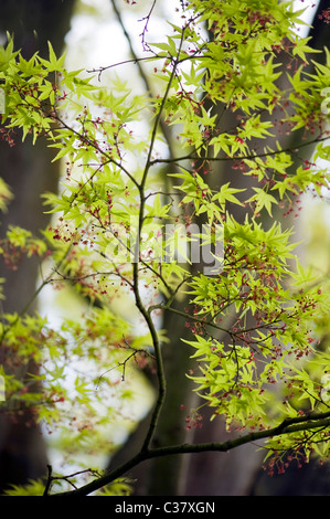 Japanischer Ahornblätter im Frühjahr - Acer Japonica Stockfoto