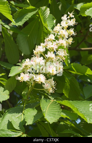 Europäischen Kastanie mit Blumen im Frühjahr Stockfoto