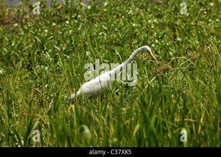 Heron Suche am gelben Wasser Billabong - Kakadu Nationalpark in der Nähe von Darwin, Northern Territory, Australien Stockfoto