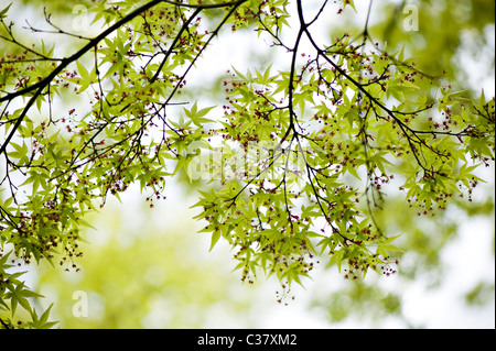 Japanischer Ahornblätter im Frühjahr - Acer Japonica Stockfoto