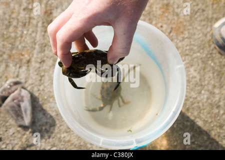 Des Kindes hand setzen Krabben / Krebse in einen Eimer. Stockfoto