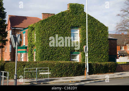 Efeu-Pflanze ist überwachsen und beschädigt wahrscheinlich ein Haus in Stockport, Cheshire. Manchester. UK. Stockfoto