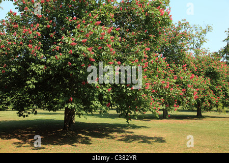 Rote Rosskastanie, Aesculus Carnea hippocastanaceae Stockfoto