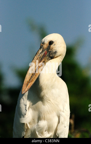 Asiatischer Openbill (Anastomus Oscitans) ist ein Wohnsitz waten Vogel. Die Form der Rechnung gibt dem Vogel seinen Namen. Stockfoto