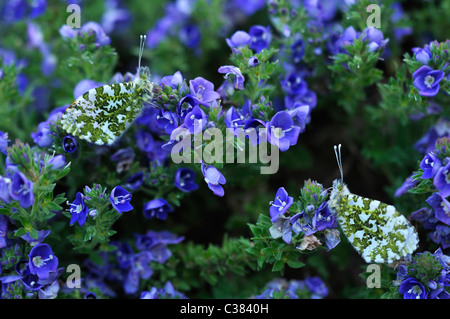 Schmetterling orange Spitze auf einem alpine zeigt ihre gemusterten unter Flügel im Vereinigten Königreich Frühling Garten Stockfoto