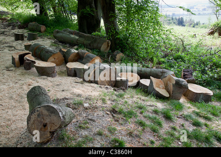 Baumstämme auf der Forestry Commission-Plantage bei Wapley Hill-Wood in der Nähe von Shobdon, Herefordshire gesägt Stockfoto