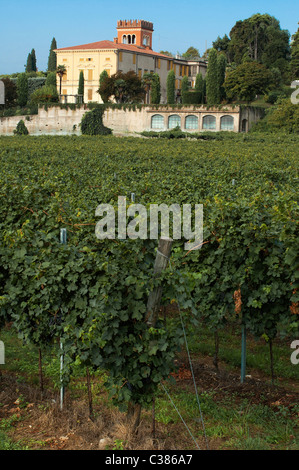 San Pietro in Cariano, Valpolicella, Verona, Veneto, Italien, Europa Stockfoto