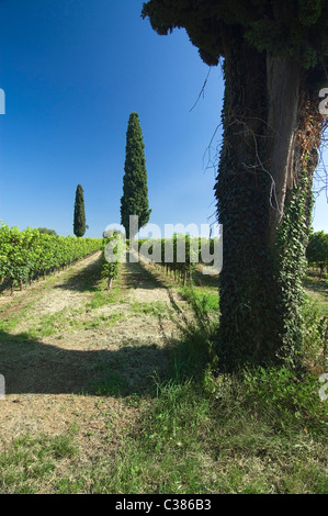 San Pietro in Cariano, Valpolicella, Verona, Veneto, Italien, Europa Stockfoto