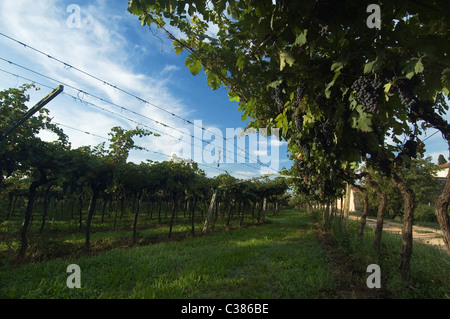 San Pietro in Cariano, Valpolicella, Verona, Veneto, Italien, Europa Stockfoto