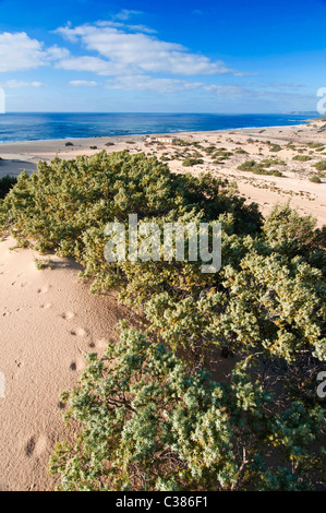 Dünen, Strand Piscinas, Provinz Medio Campidano, Arbus, Sardinien, Italien, Europa Stockfoto