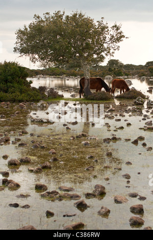 Cavallini della Giara, basaltischen Hochebene Giara di Gesturi, Marmilla, Provinz Medio Campidano, Sardinien, Italien Stockfoto