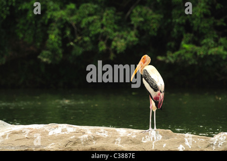 Bemalte Storch in seiner Umgebung. Stockfoto