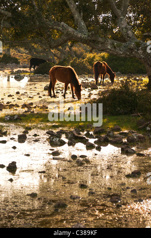 Cavallini della Giara, basaltischen Hochebene Giara di Gesturi, Marmilla, Provinz Medio Campidano, Sardinien, Italien Stockfoto