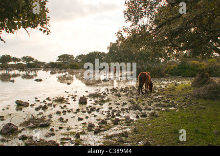 Cavallini della Giara, basaltischen Hochebene Giara di Gesturi, Marmilla, Provinz Medio Campidano, Sardinien, Italien Stockfoto