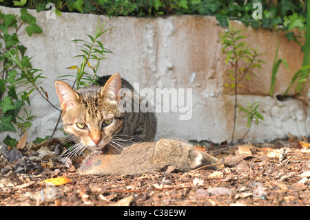 Eine Tabby Katze frisst ein Kaninchen aus dem Kopf nach unten Stockfoto