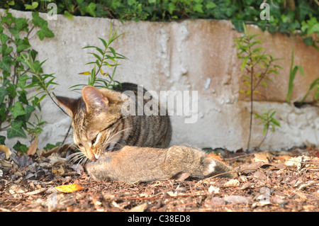 Eine Tabby Katze frisst ein Kaninchen aus dem Kopf nach unten Stockfoto