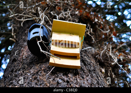 Ein Fledermauskasten und Vogel-Kasten an einem Baumstamm Stockfoto