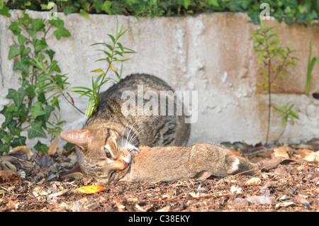 Eine Tabby Katze frisst ein Kaninchen aus dem Kopf nach unten Stockfoto