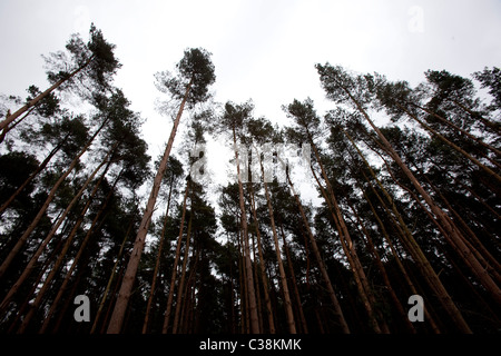 Anschauliches Bild der Forestry Commission Ernte in Thetford Forest, Suffolk Stockfoto